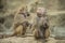 Baboons