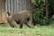 Baboons in the African savannah in Kenya