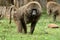 Baboons in the African savannah in Kenya