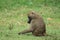 Baboons in the African savannah in Kenya