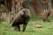 Baboons in the African savannah in Kenya