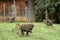 Baboons in the African savannah in Kenya