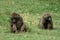 Baboons in the African savannah in Kenya