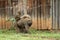 Baboons in the African savannah in Kenya