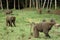Baboons in the African savannah in Kenya
