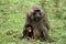 Baboons in the African savannah in Kenya