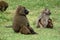 Baboons in the African savannah in Kenya