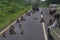 Baboons blocking traffic in Ngorogoro Crater