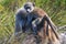 Baboons - Cape of Good Hope - South Africa