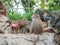Baboons family hamadryas baboon in captivity