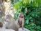 Baboons family hamadryas baboon in captivity