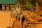 Baboons family . Three babons sitting funny ekspresion