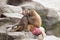 Baboons Grooming