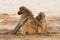 Baboons grooming each other