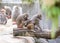 Baboons grooming a friend