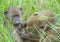 Baboons grooming a social bonding event