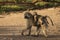 Baboons monkey family on the field during safari in National Park of Serengeti in Tanzania. Wild nature of Africa