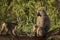 Baboons monkey family on the field during safari in National Park of Serengeti in Tanzania. Wild nature of Africa