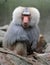 Baboons are Old World monkeys belonging to the genus Papio,