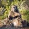 Baboons, South Africa