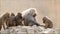 Baboons taking care of each other