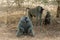 Baboons, Tarangire National Park, Tanzania