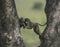 Baboons on a tree at Masai Mara National Park