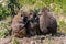Baboons which delouse