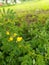 Babul tree  with yellow blossom