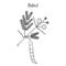 Babul Vachellia nilotica , or thorny acacia, medicinal plant