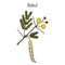 Babul Vachellia nilotica , or thorny acacia, medicinal plant