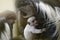 A baby Abyssinian colobus drinks its mother's breast milk in the evening sunlight. Newborn Abyssinian colobus. Black