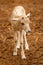 Baby Addax Antelope