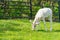 Baby addax feeding. Baby addax on green grass with bloomy flower