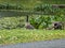 Baby and adult Geese near Broker Pond on the campus of UNC Charlotte in Charlotte, NC