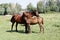 A baby and adult horses on the dgassland.