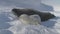 Baby, adult Weddell seal family in Antarctica