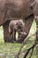 Baby Afrfican Elephant Calf between the legs of its mother and m