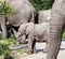 Baby African bush elephant at Kruger National Park