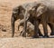 Baby African Elephant 20