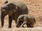 Baby African Elephant 22