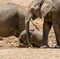 Baby African Elephant 23