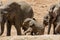 Baby African Elephant 25