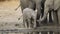 Baby African elephant