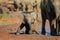 Baby African elephant - Addo Elephant National Park