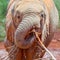 Baby African Elephant Chewing A Stick