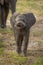 Baby African elephant faces camera twisting trunk