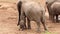 Baby African Elephant Feeding Struggle