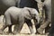 Baby African Elephant running