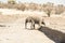 Baby African Elephant Steps Over a Wall on a Dry River Bed